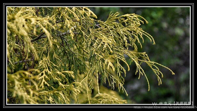 金线柏《首发》