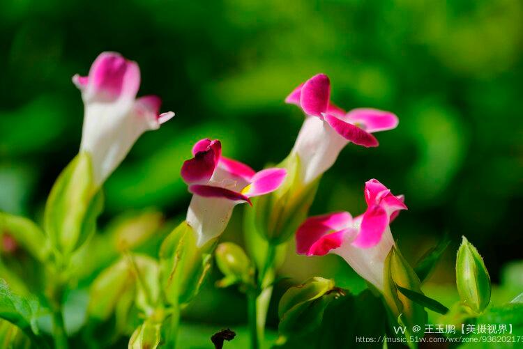 赏花季夏堇蓝猪耳