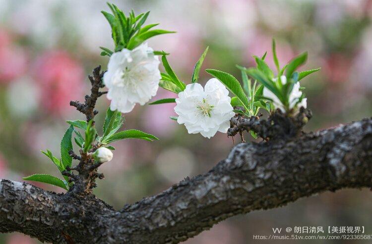 武漢市,鄂州市,丹江市,孝感市桃花仙桃市桂花咸寧市,老河口市石榴黃石