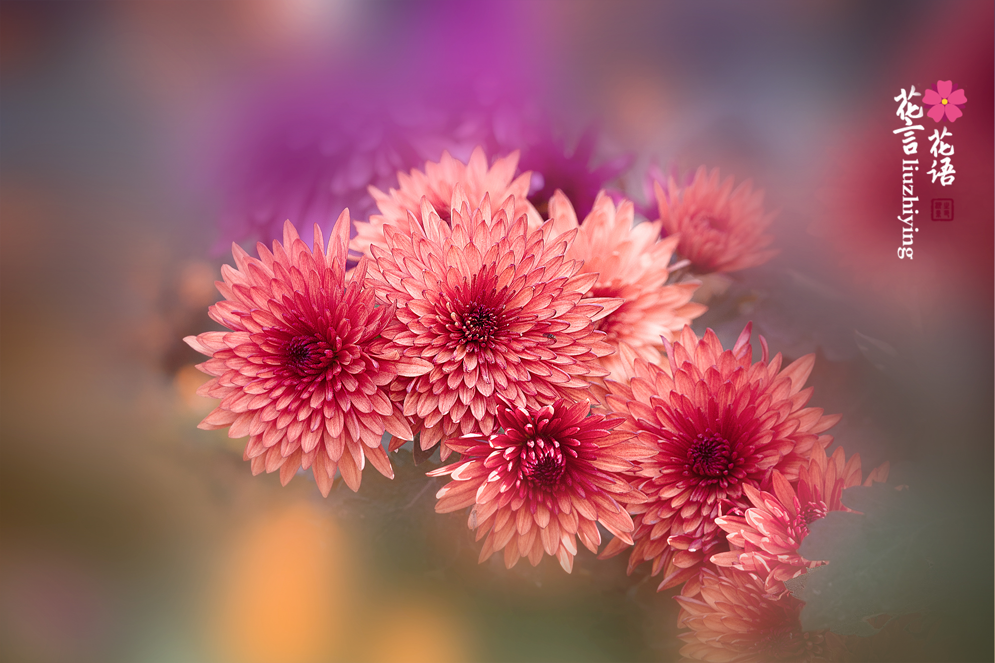 撷一片花瓣,诉一纸心语