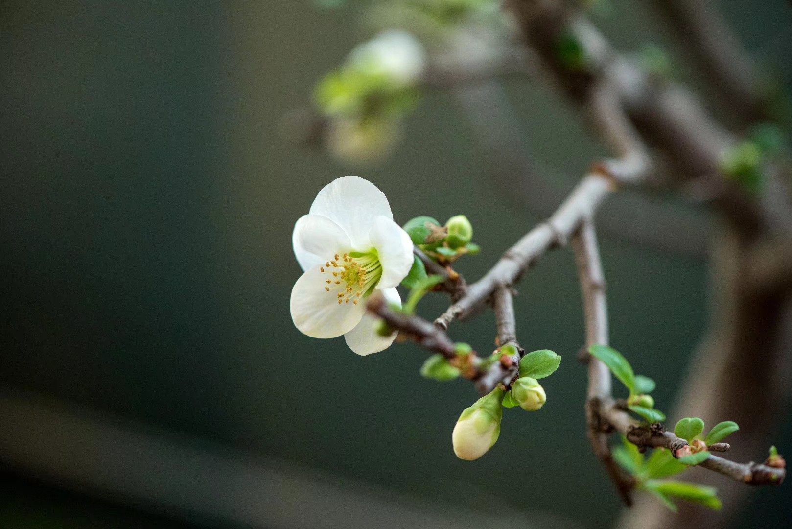 《梅花》 王安石 牆角數枝梅,凌寒獨自開. 遙知不是雪,為有暗香來.