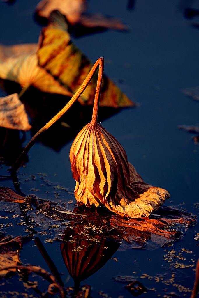 残荷一道别样的风骨首发
