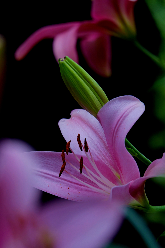 百合花怒放的生命