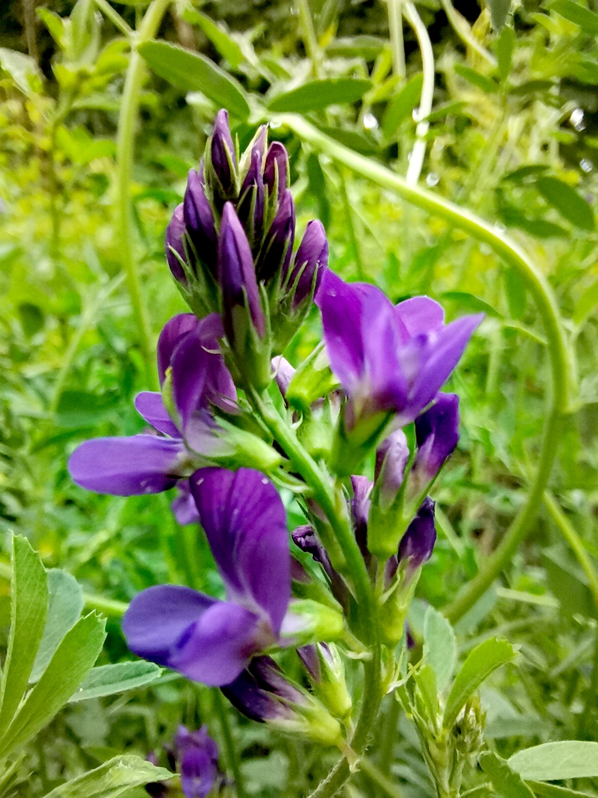 鏡頭下的苜蓿花