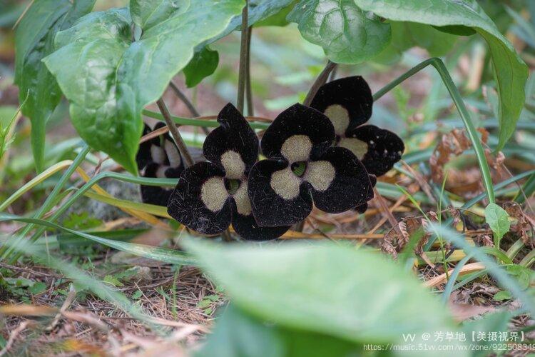 首发熊猫细辛花