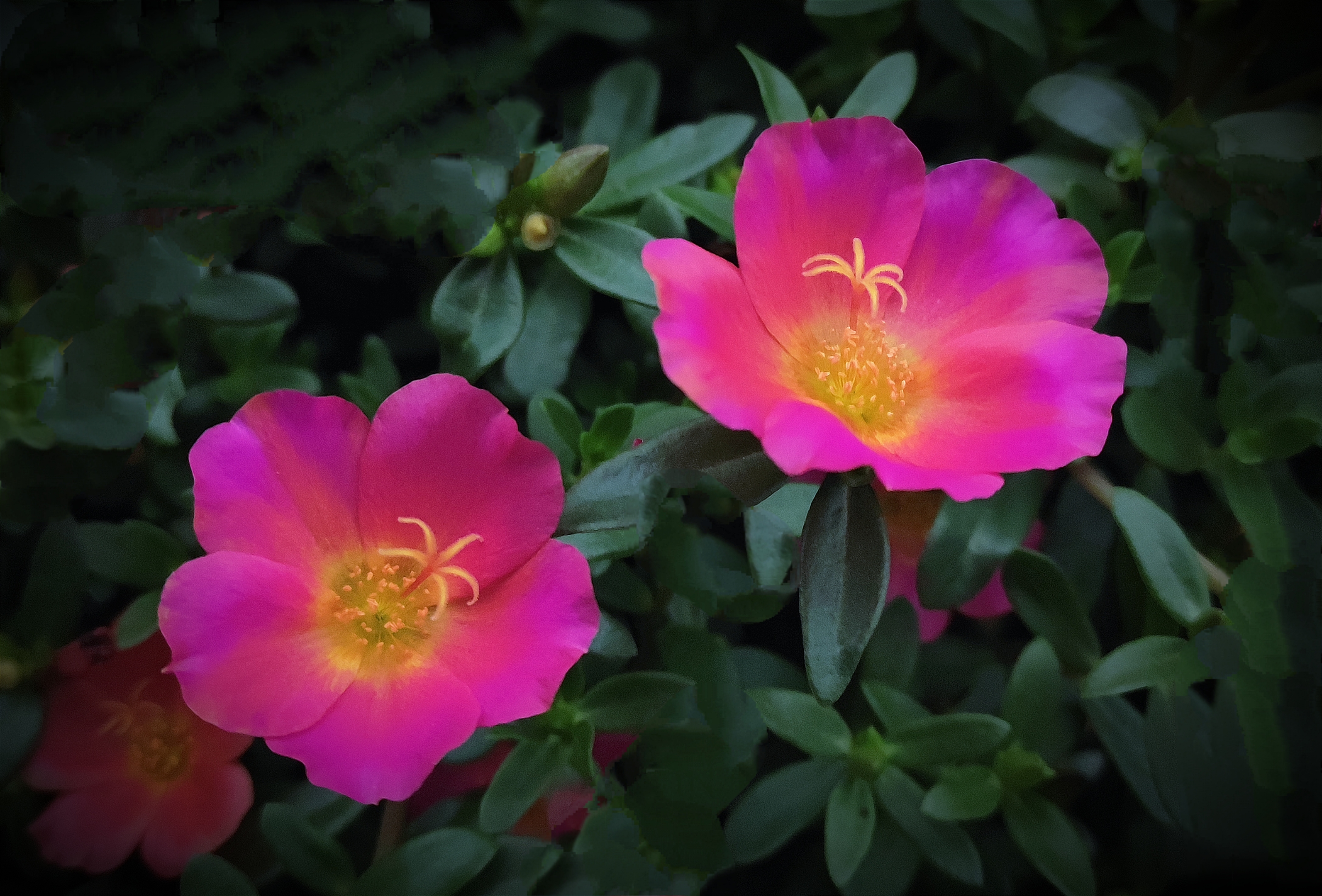 (首发) 环翅马齿苋