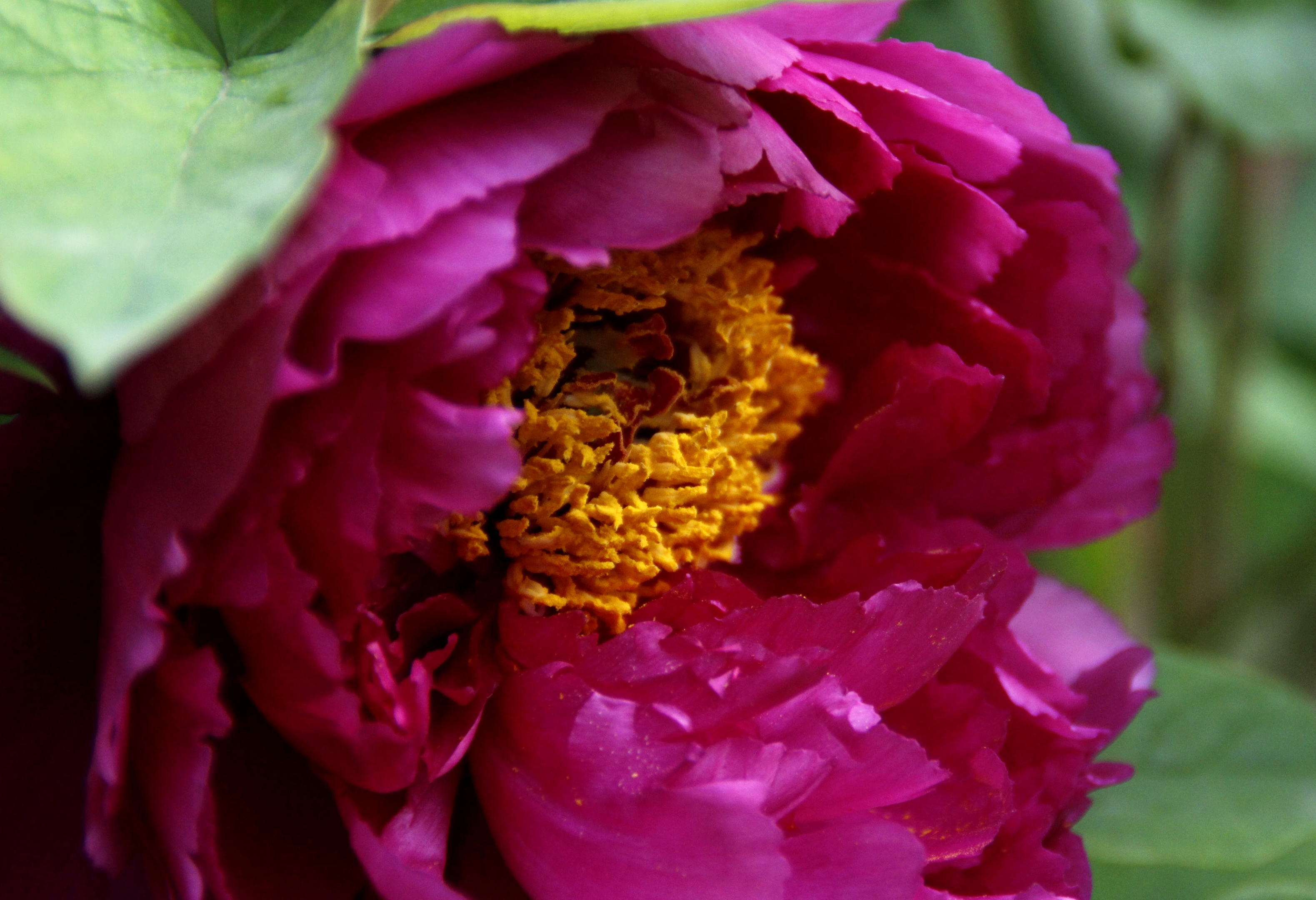 【首发】牡丹吐蕊任芬芳