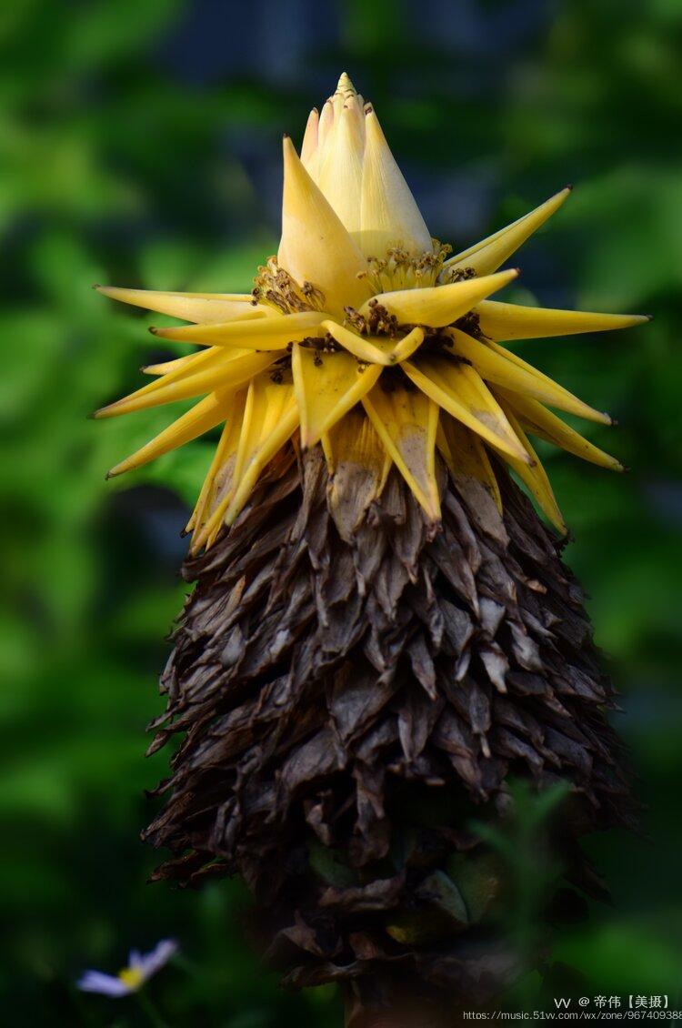 花鸟:地涌金莲,叉尾太阳鸟摄地:福州植物园