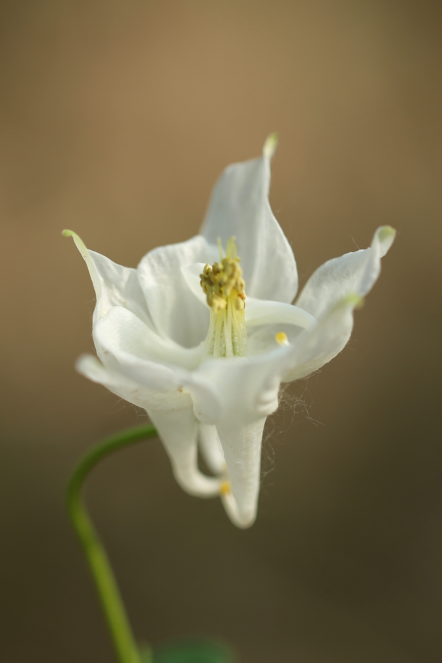 漂亮耧斗花《首发》