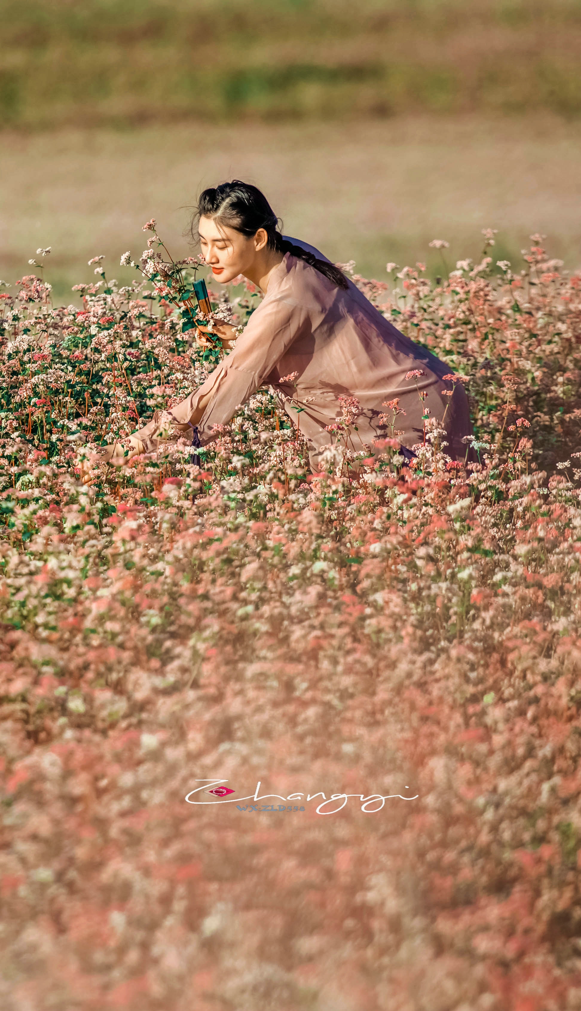 荞麦花