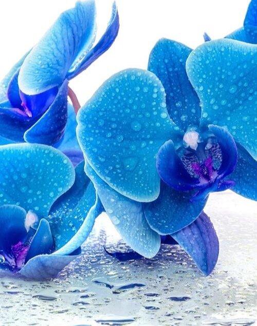 蓝色蝴蝶兰