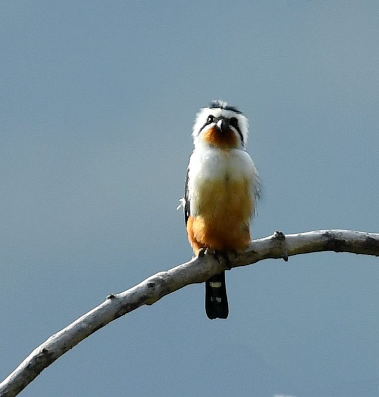 红腿小隼【首发】