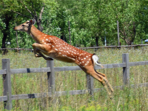 梅花鹿进化得完善而成熟 跳跃是力与美的完美组合 奔跑乃速度耐力双双