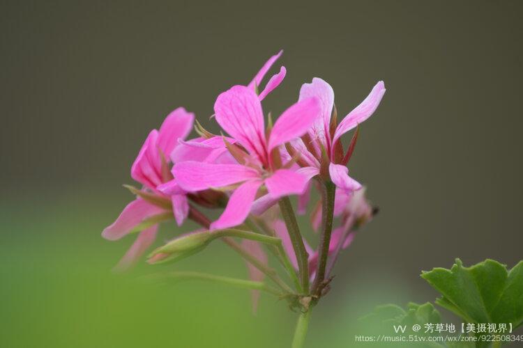 首发盾叶天竺葵