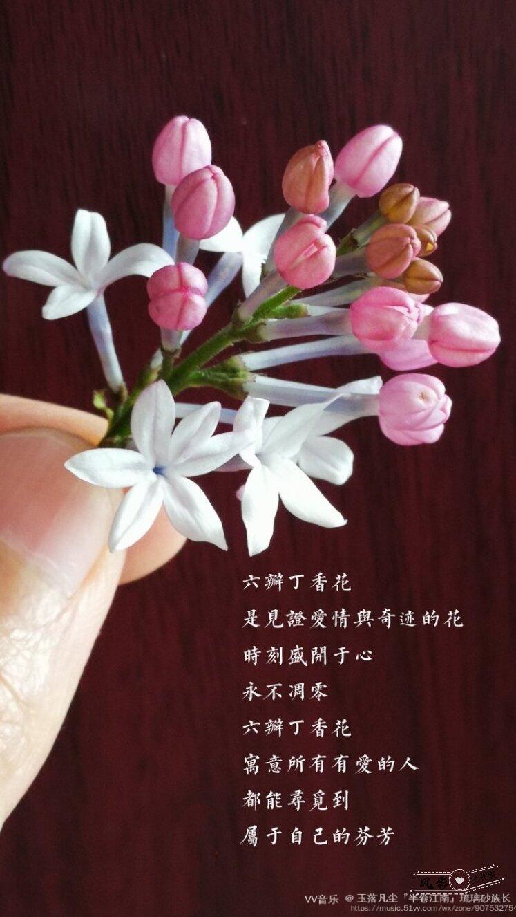 【原创首发】丁香结【词林正韵】