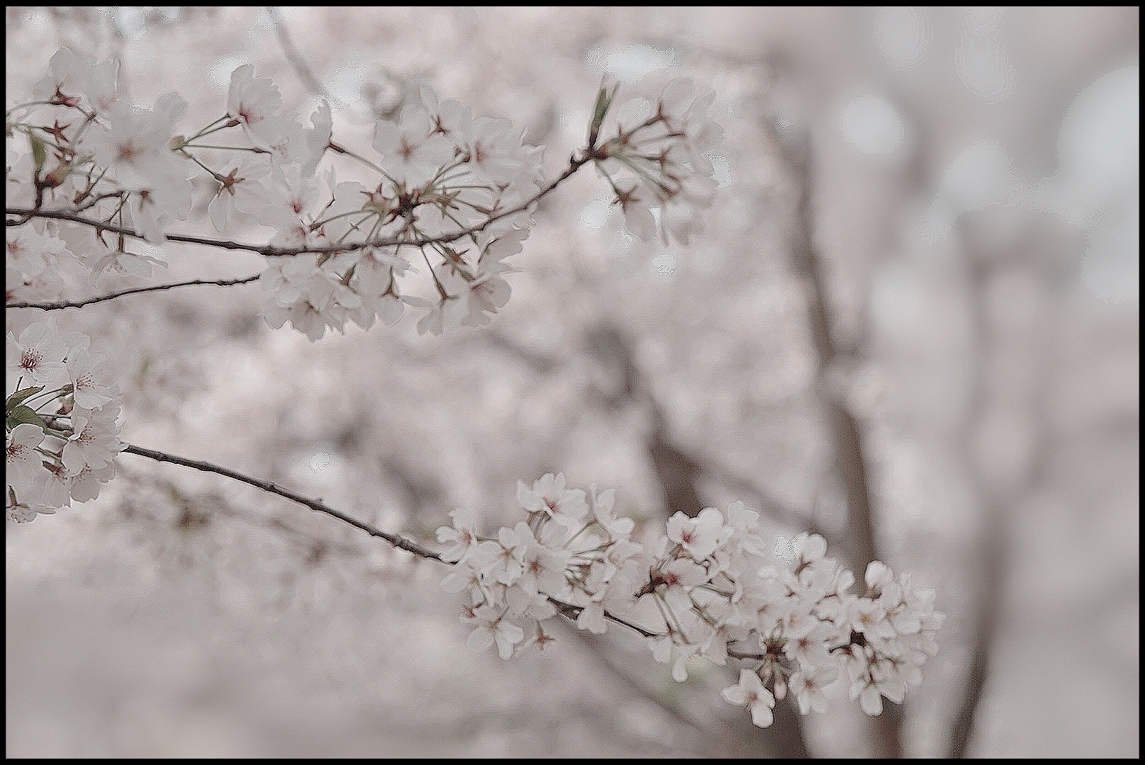 櫻花雪