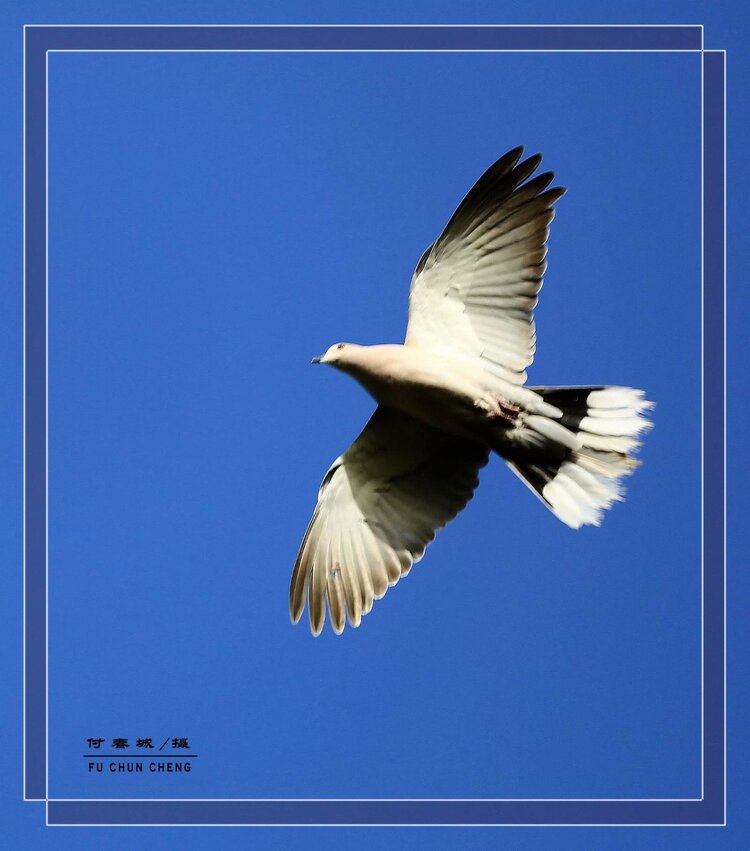 飞翔的布谷鸟飞翔的布谷鸟飞翔的布谷鸟飞翔的布谷鸟