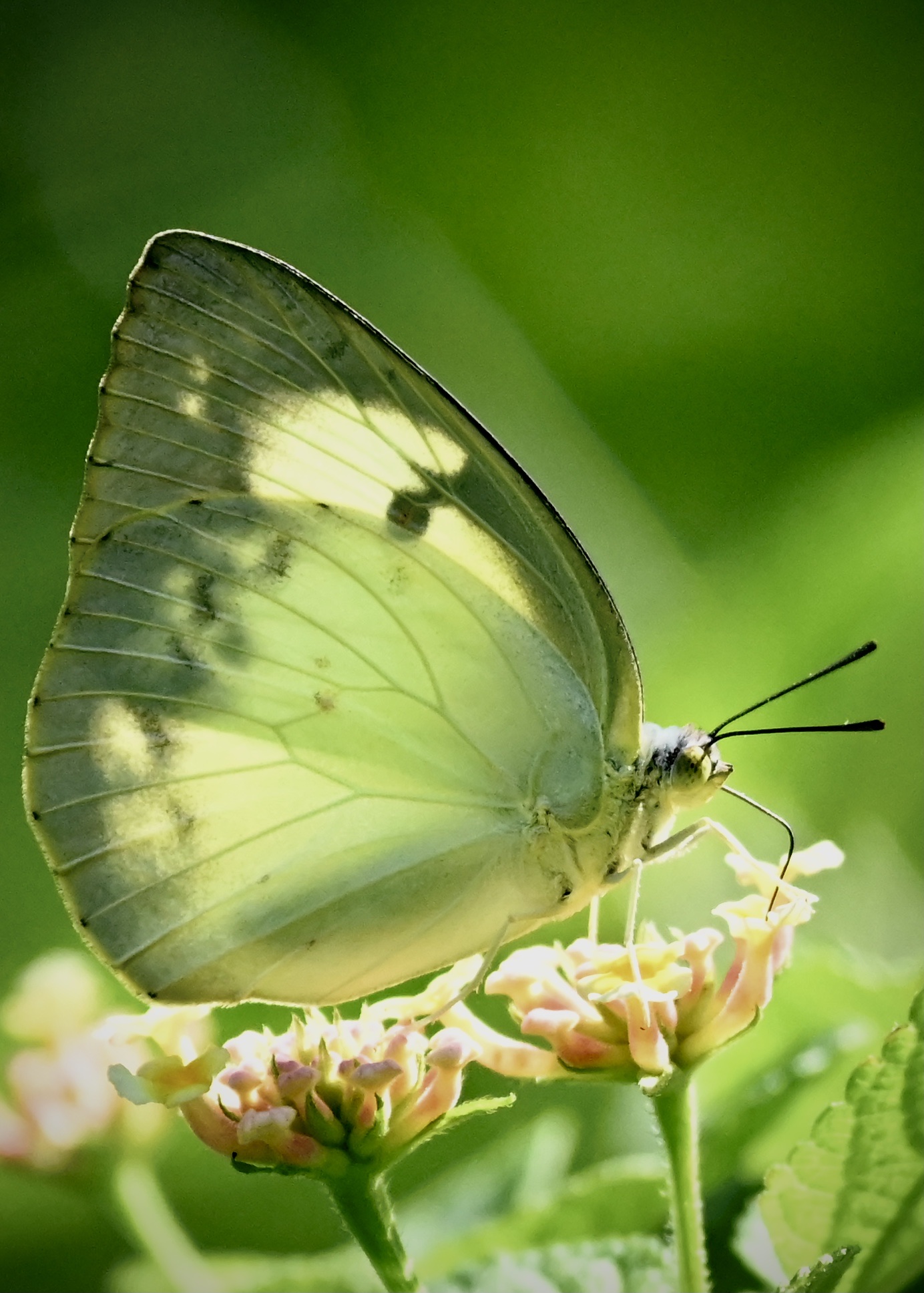 迁粉蝶〔首发〕