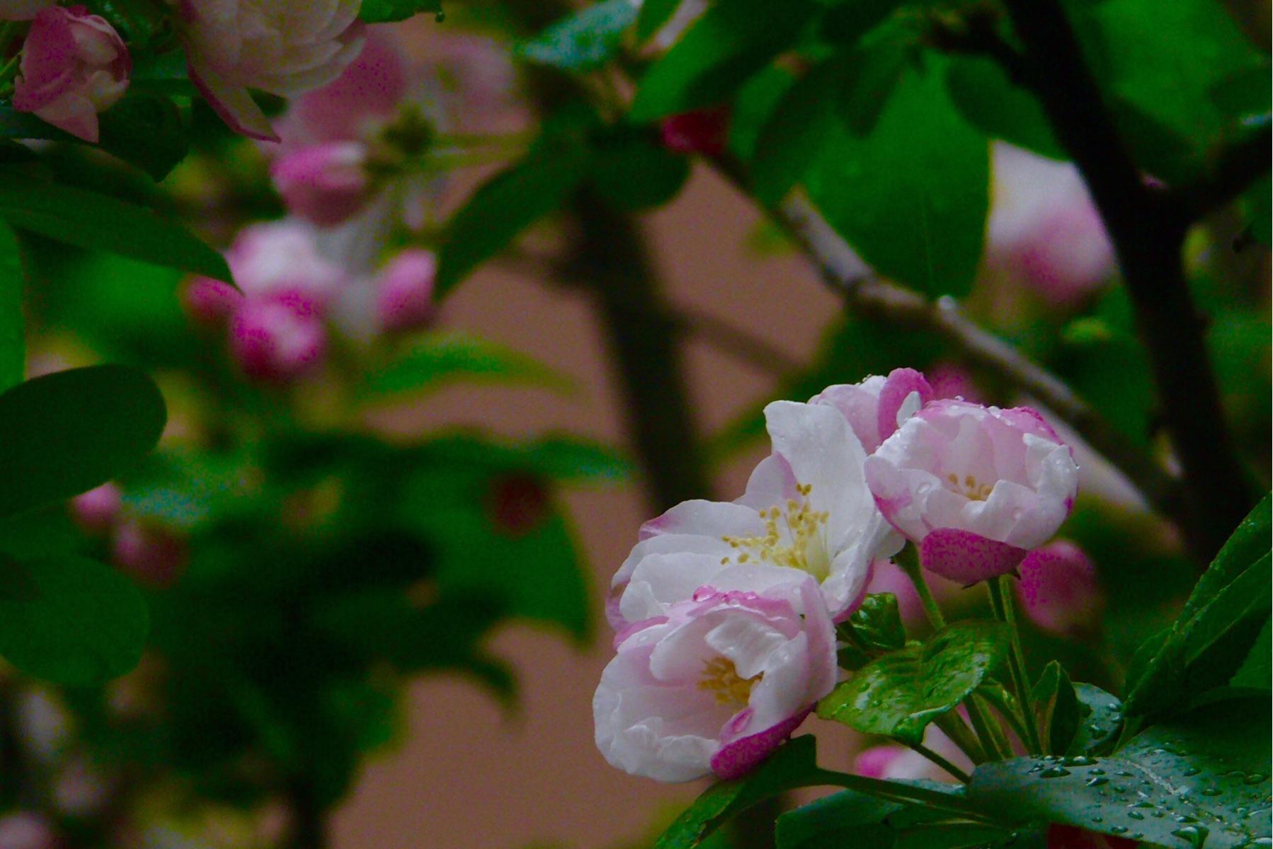 【首发】入门一径海棠花,红玉为枝霞作蕊