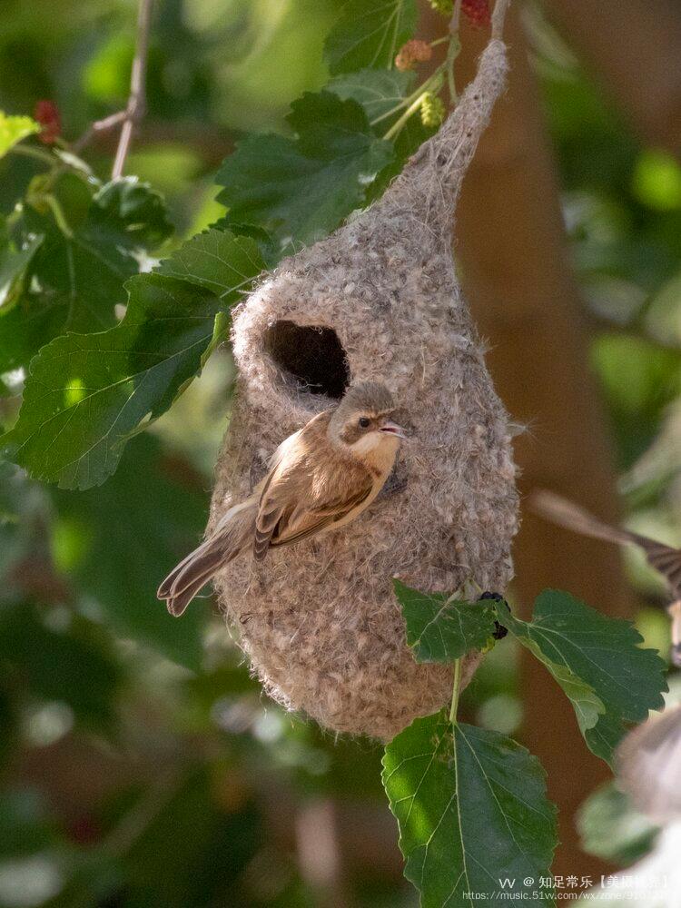首发中华攀雀共筑爱巢一