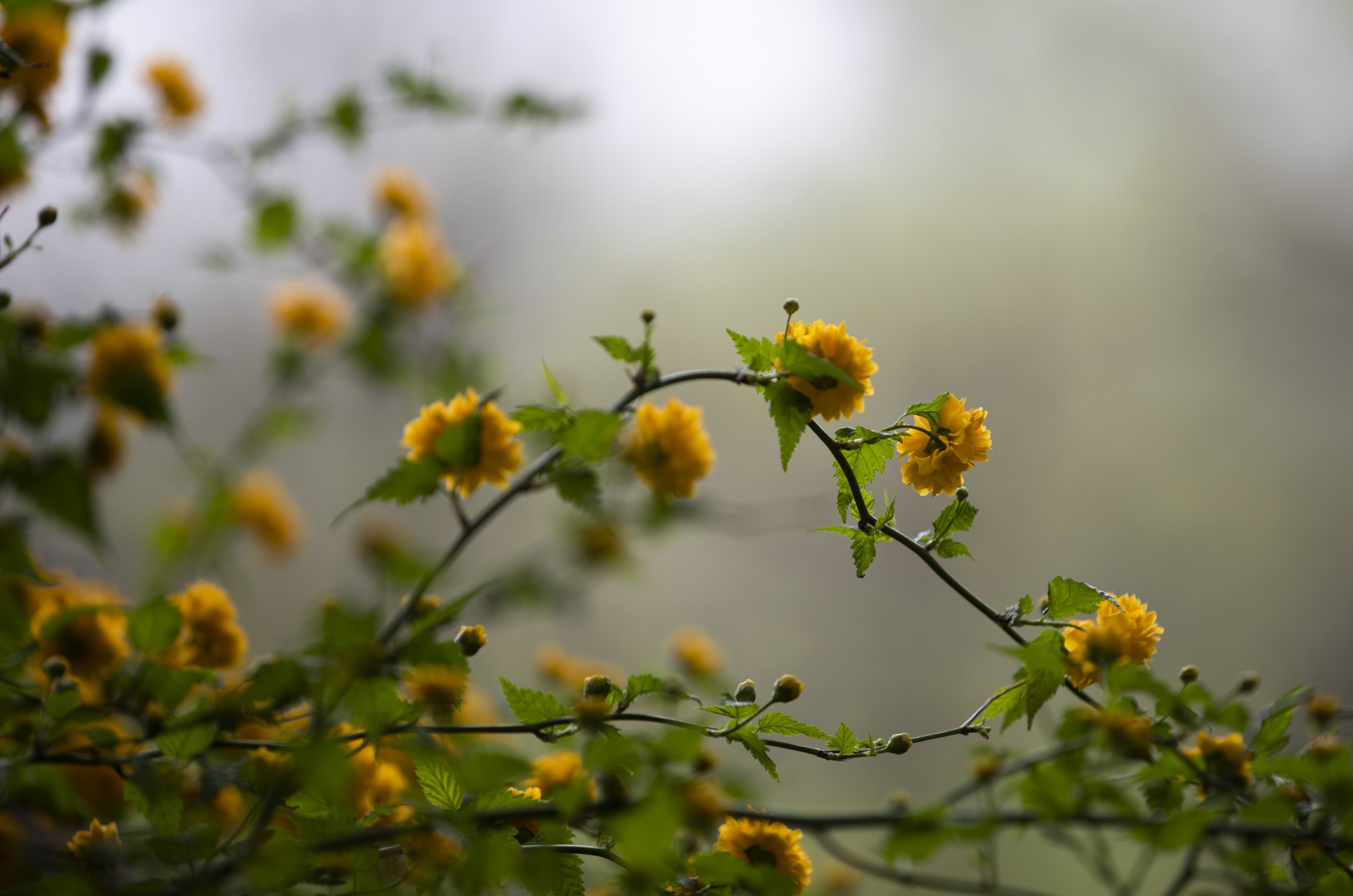 首发《棠棣丛丛雾蒙蒙》