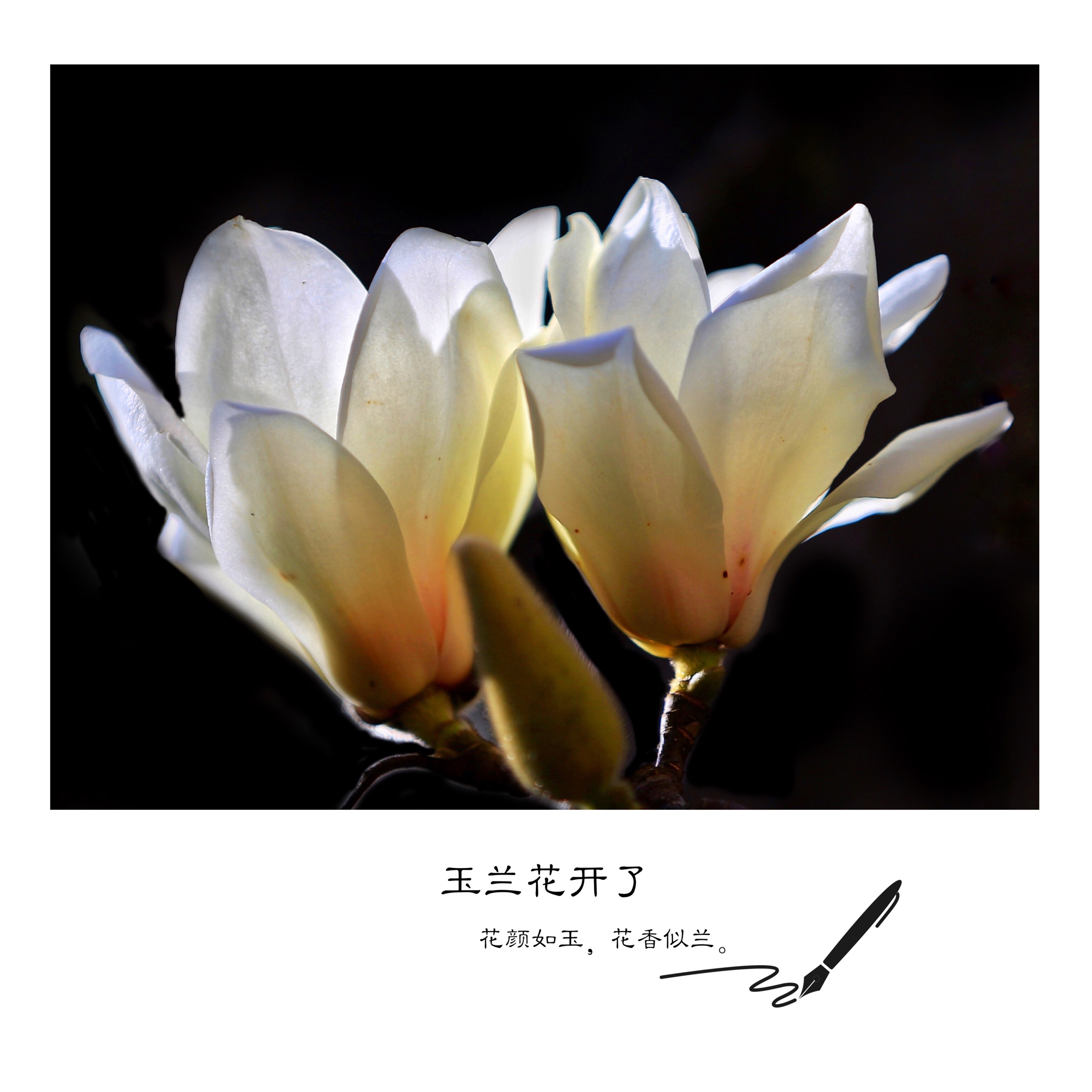 上海市花白玉兰的象征意义(上海市花白玉兰花的寓意是什么)