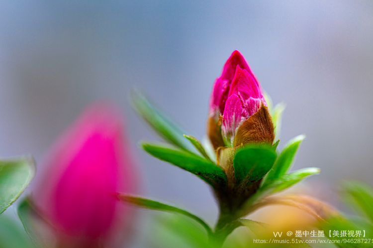 是双子叶植物纲,杜鹃花科,杜鹃属的常绿灌木,落叶灌木.