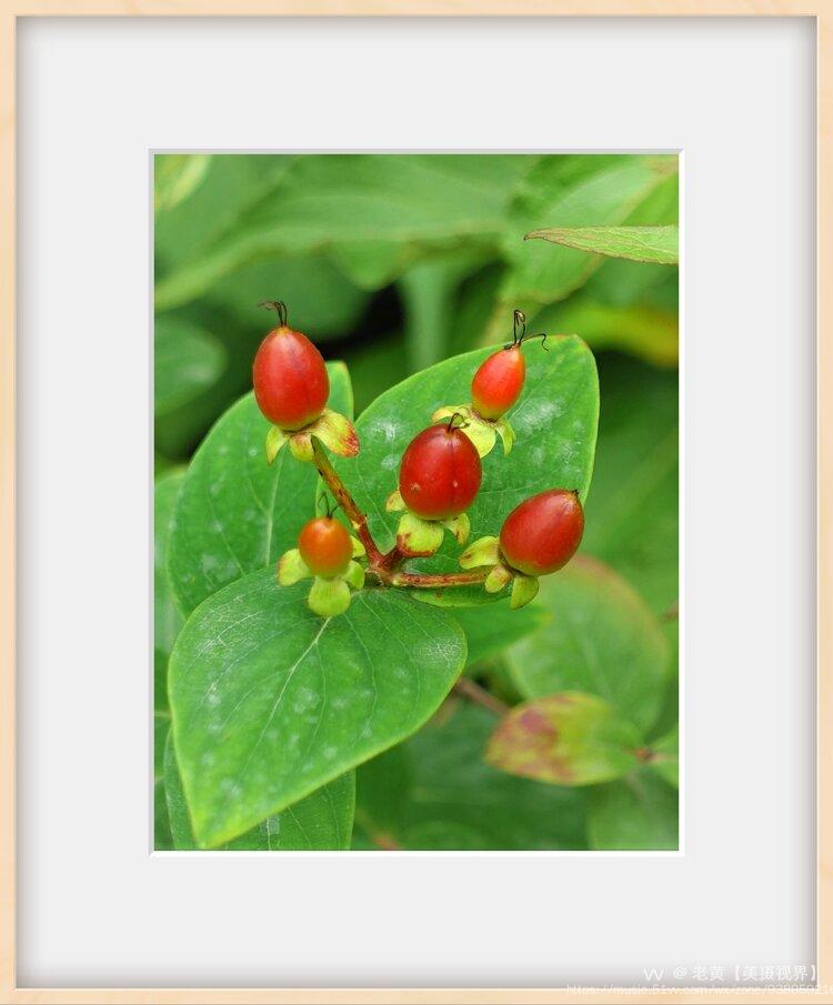 首发红果金丝桃