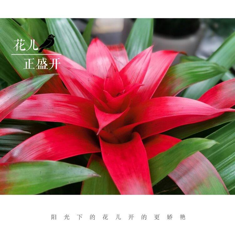 早春盆栽果子蔓既可观叶又赏花原创首发