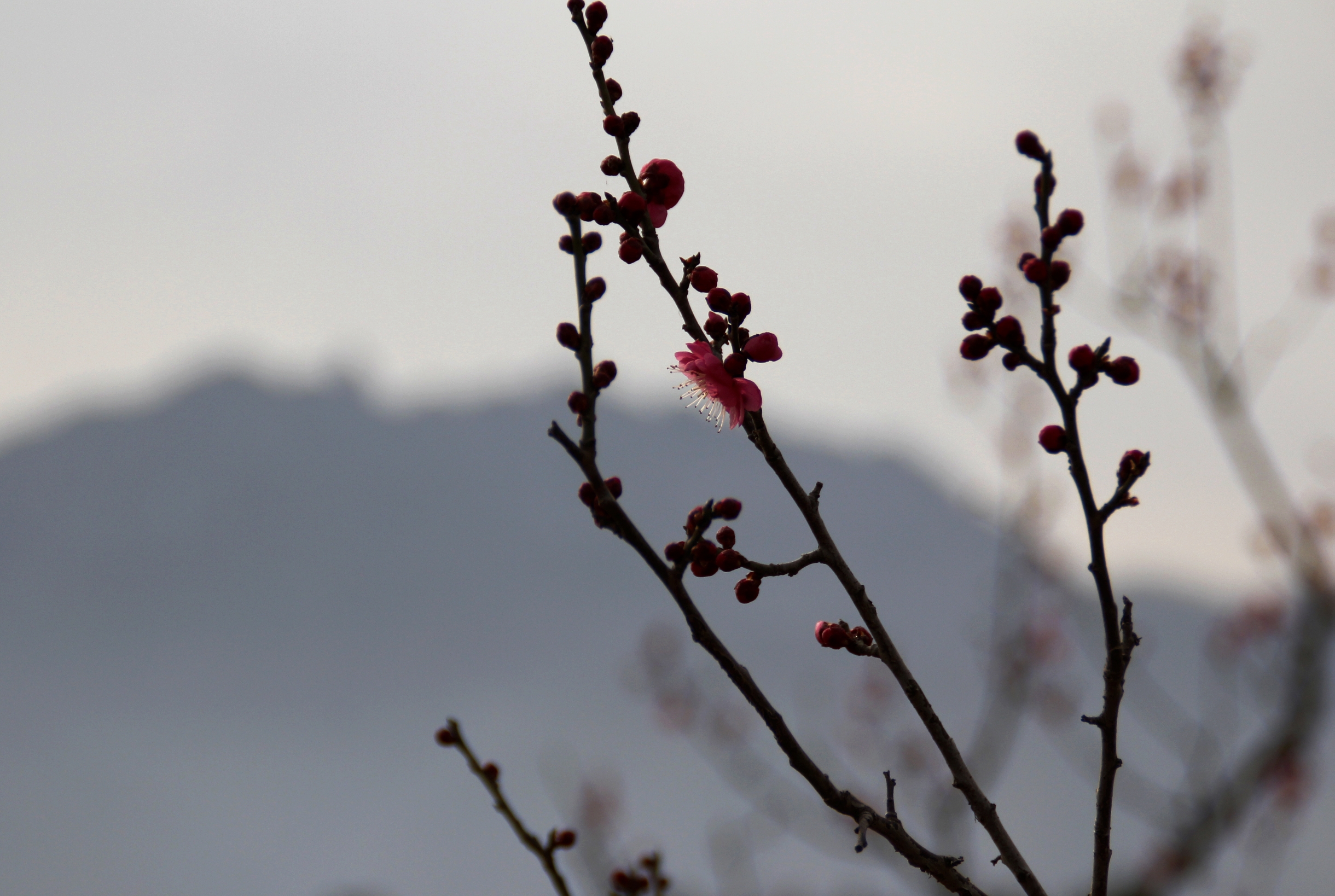 【首发】终南山下梅花初绽