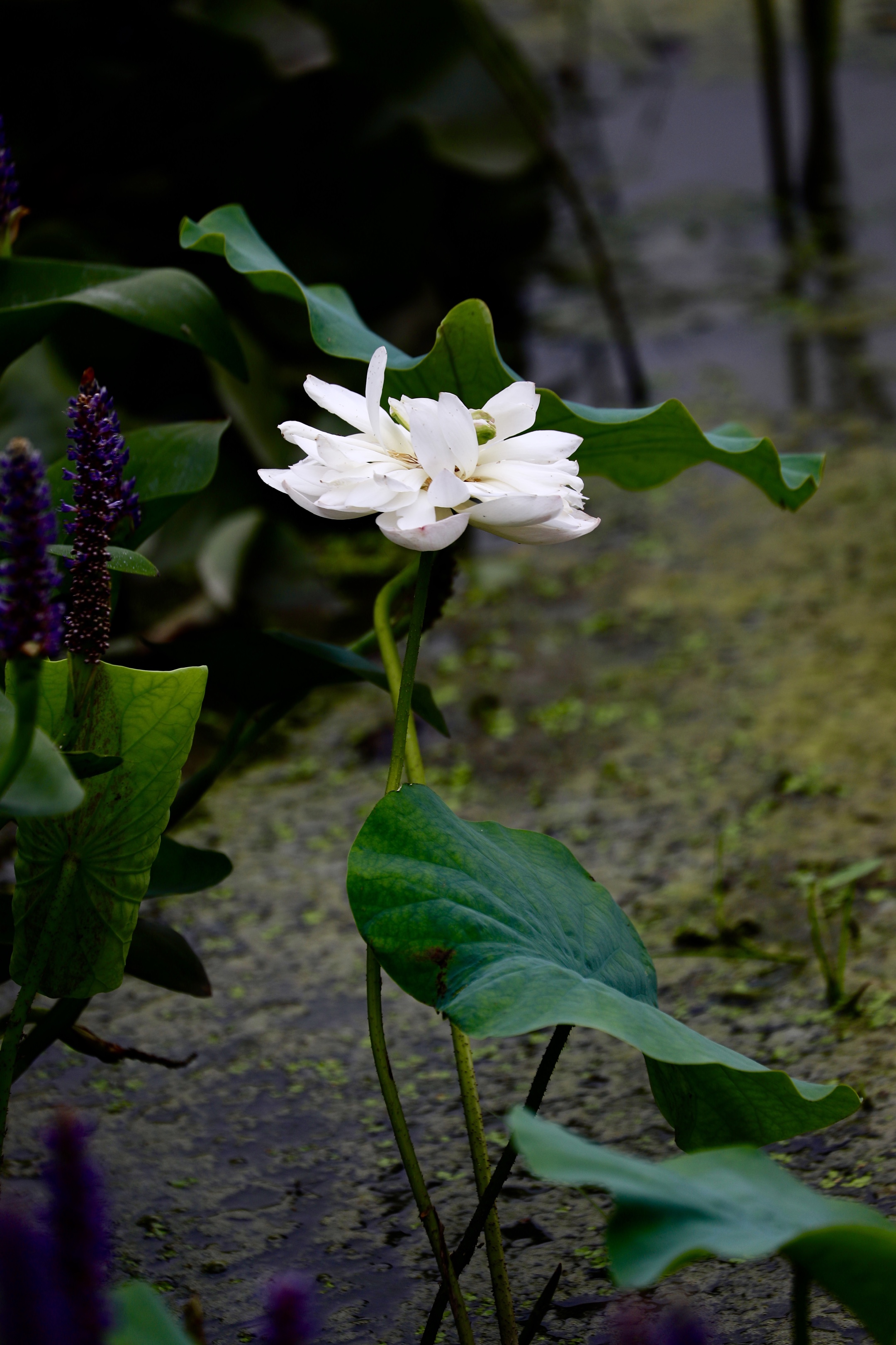 风摆荷叶催花开