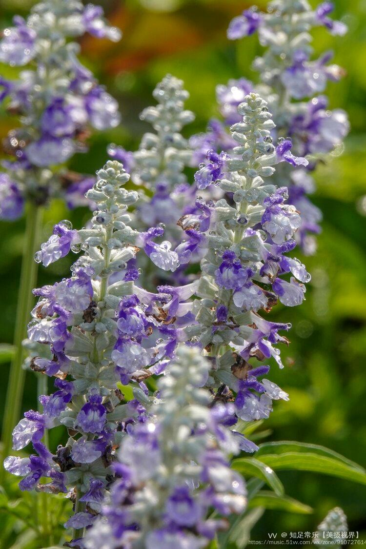 首发超级鼠尾草