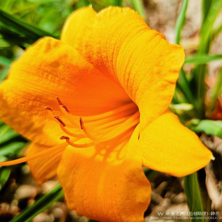 黄色萓草俗称忘忧草