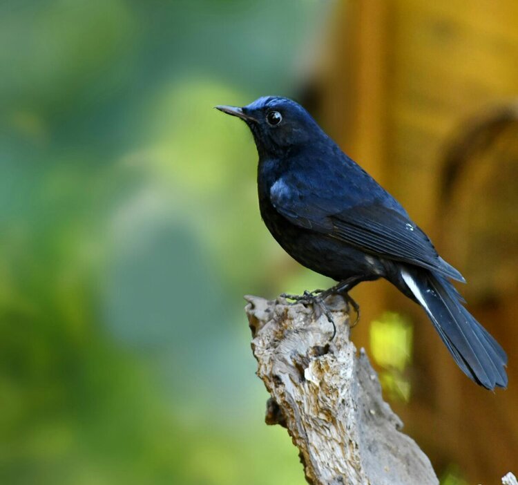 云南盈江拍鸟之旅首发