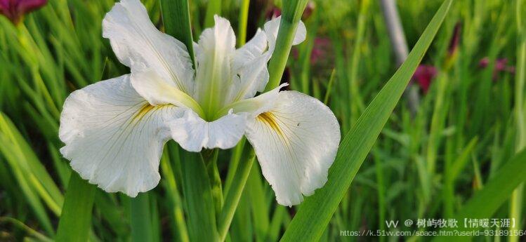 白色玉蝉花原创首发