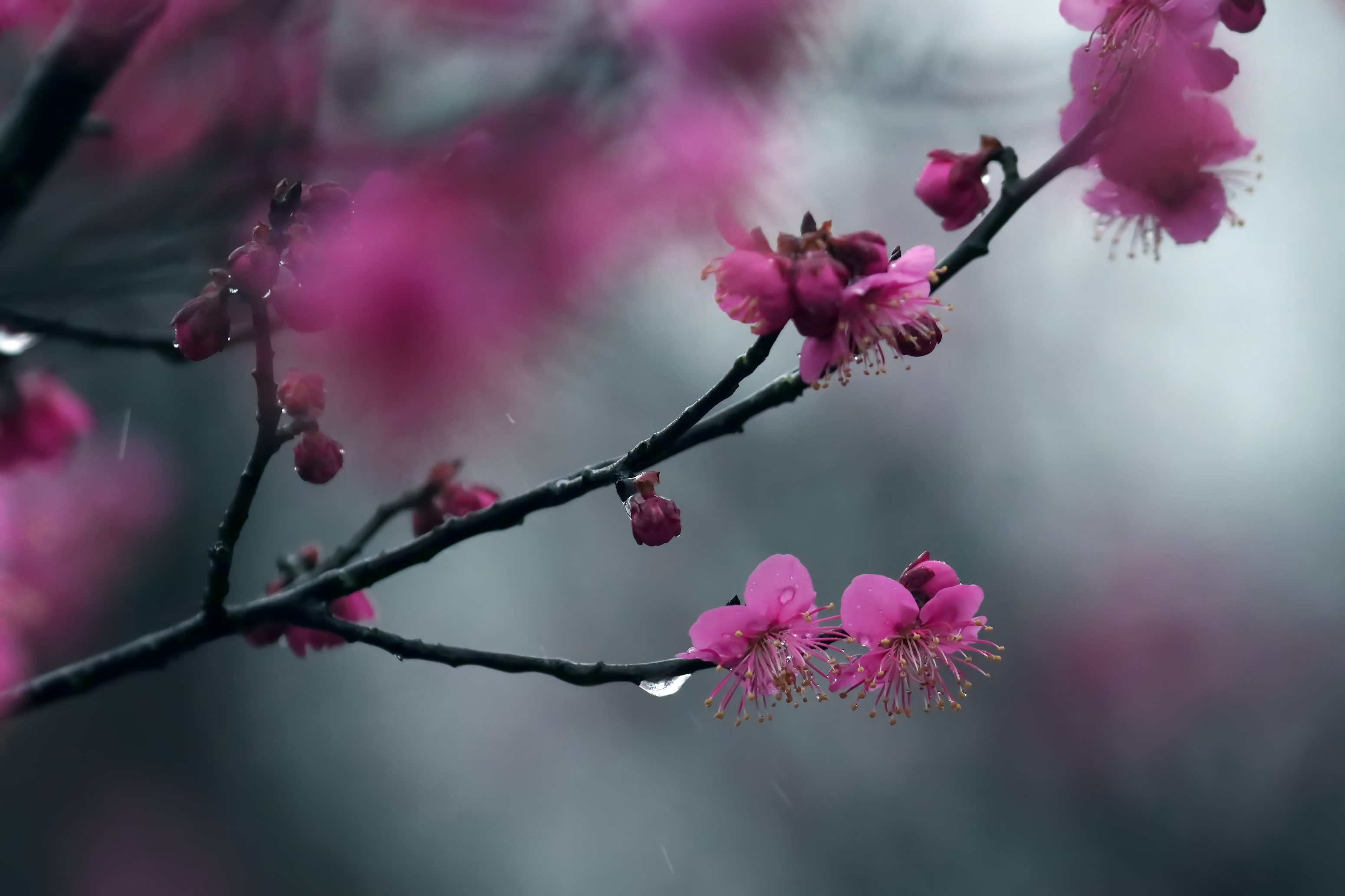 春雨