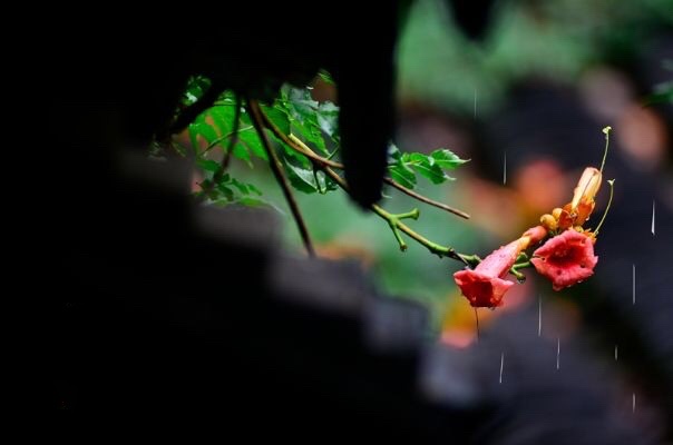 煙雨,浸溼梅子 酸甜的思念 蔓延在梅黃的清晨, 飄灑在古鎮的夜晚.