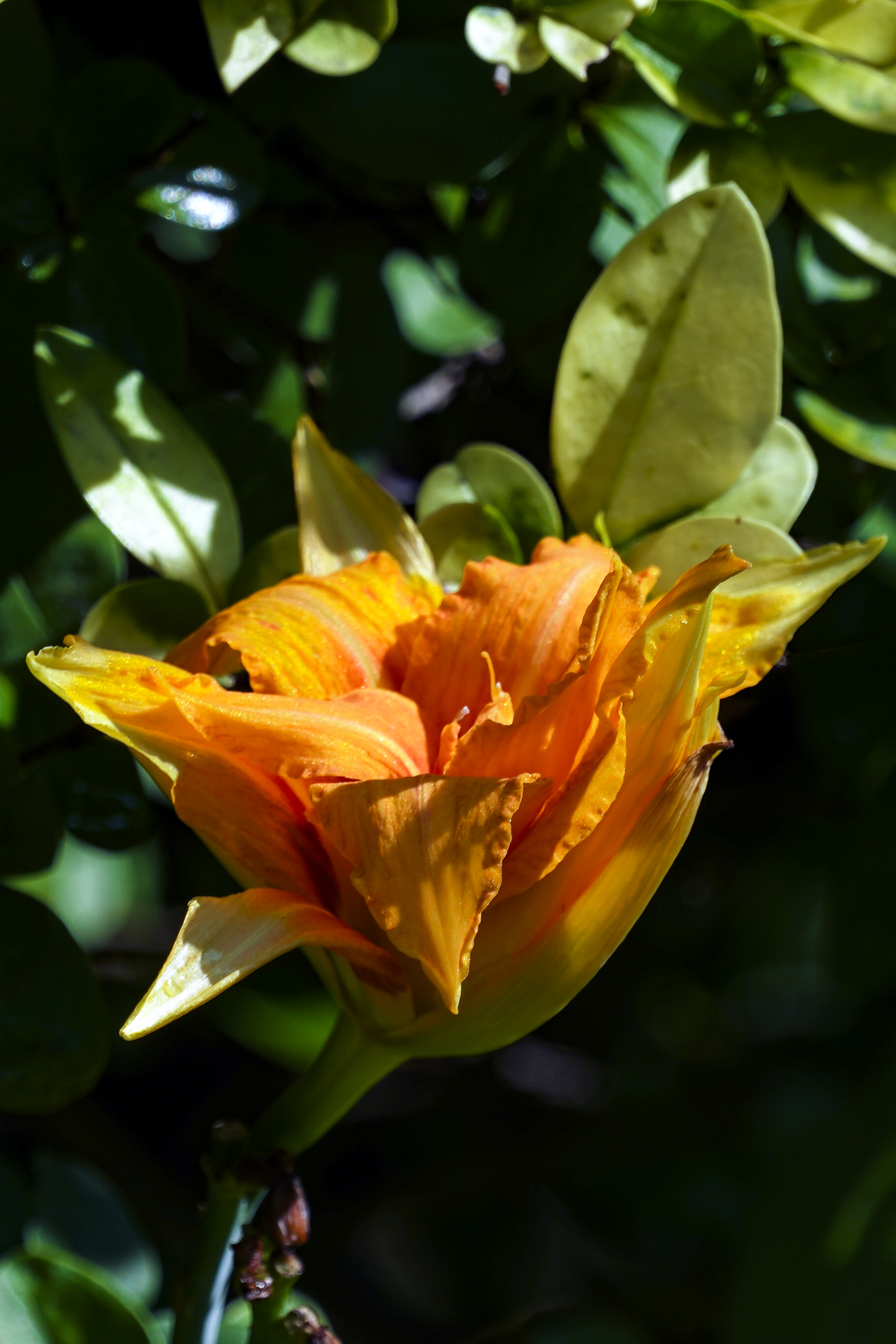 【首发】重瓣萱草花(2)