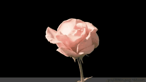 你为何让我闭上了眼我的天空在孤独悄然死亡的夜里亲爱的女王我的漆黑