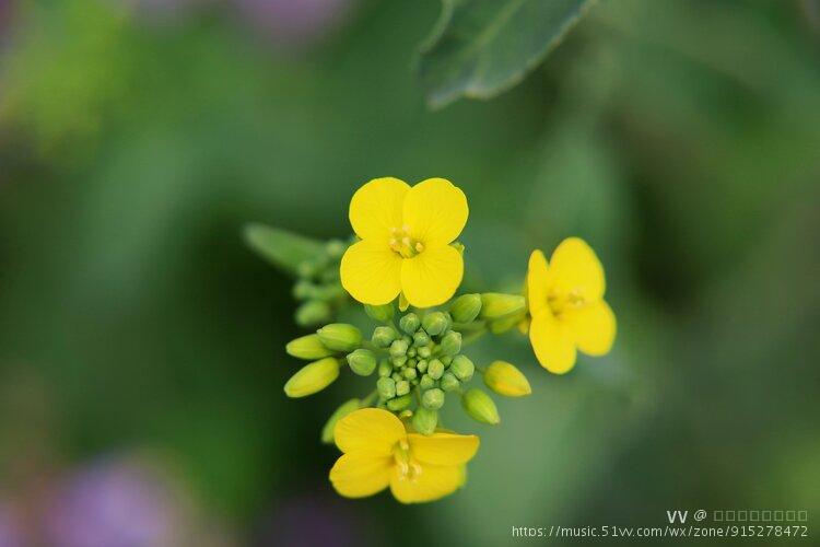 油菜花雌蕊图片