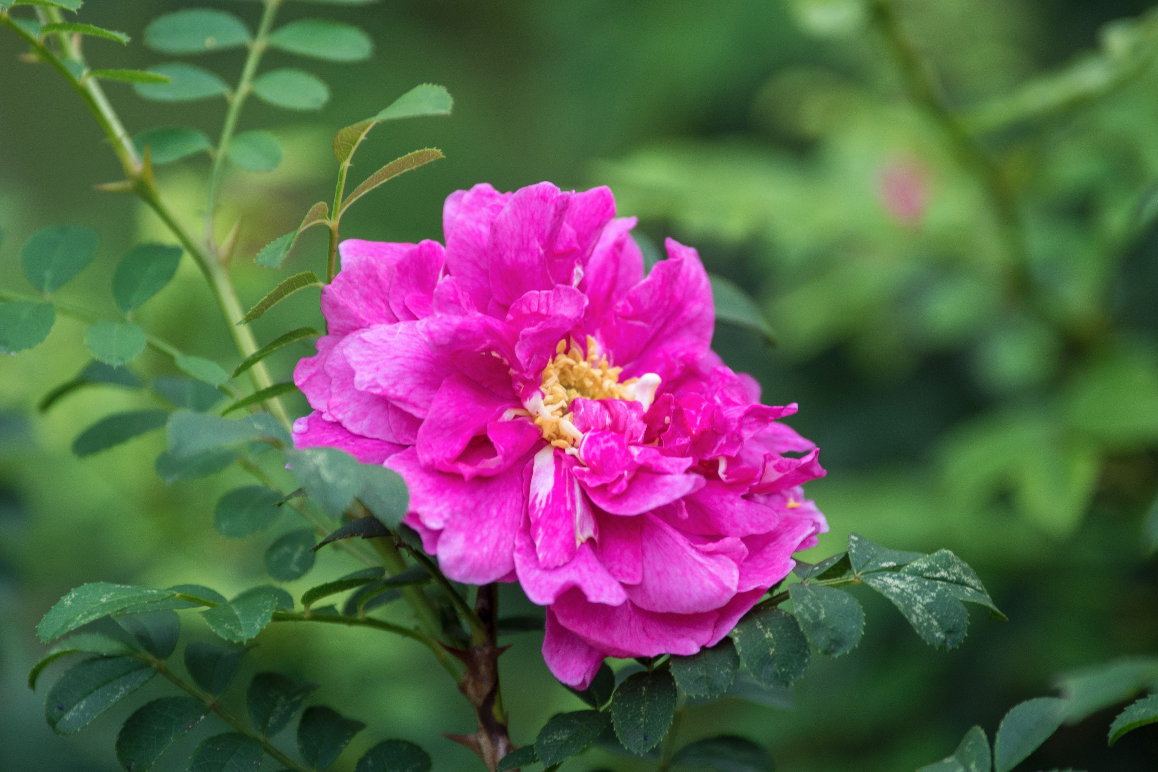 缫丝花 缫丝花怎么读