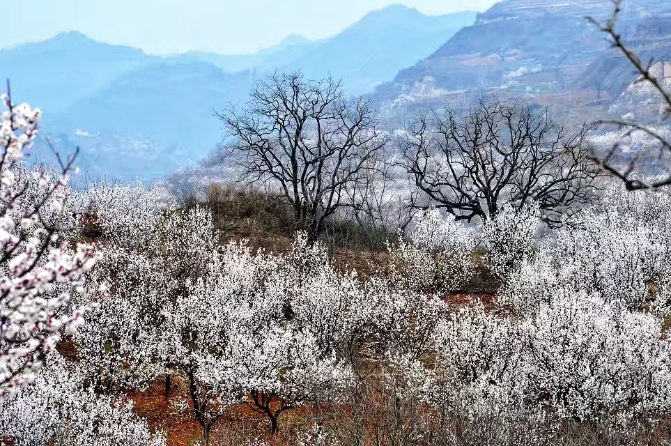 蓝田华胥杏花谷