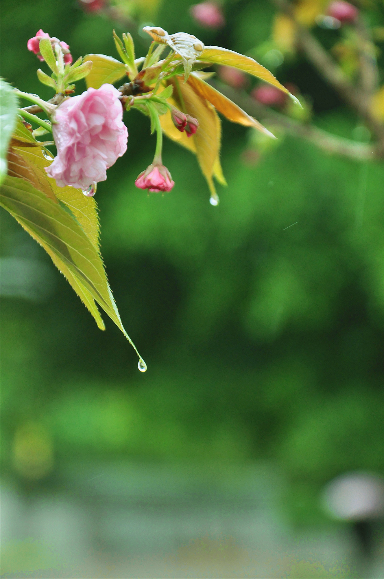 第一场秋雨