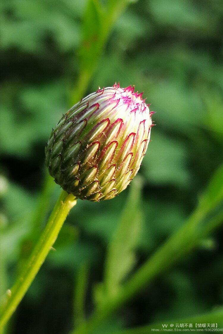 原创首发微距下的刺儿菜花