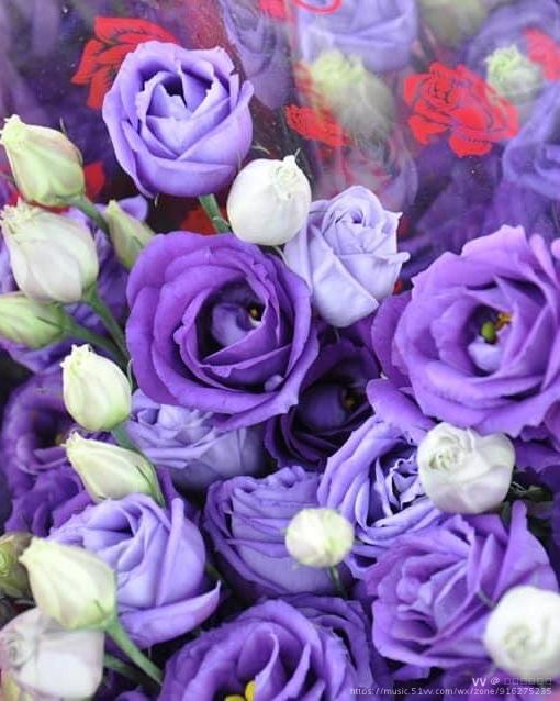 紫色洋桔梗花