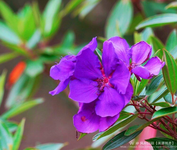 原创首发角茎野牡丹