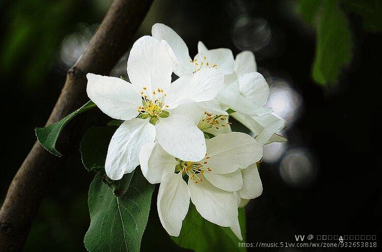 白海棠花