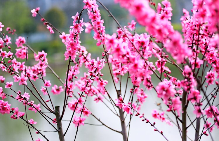 人面桃花相映红2021年3月14日摄于浙师大