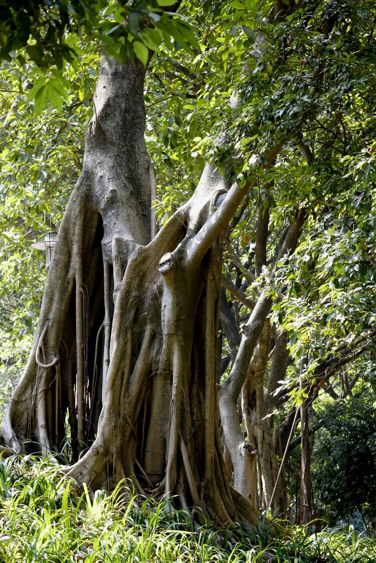 自然界唯一可独木成林的大榕树