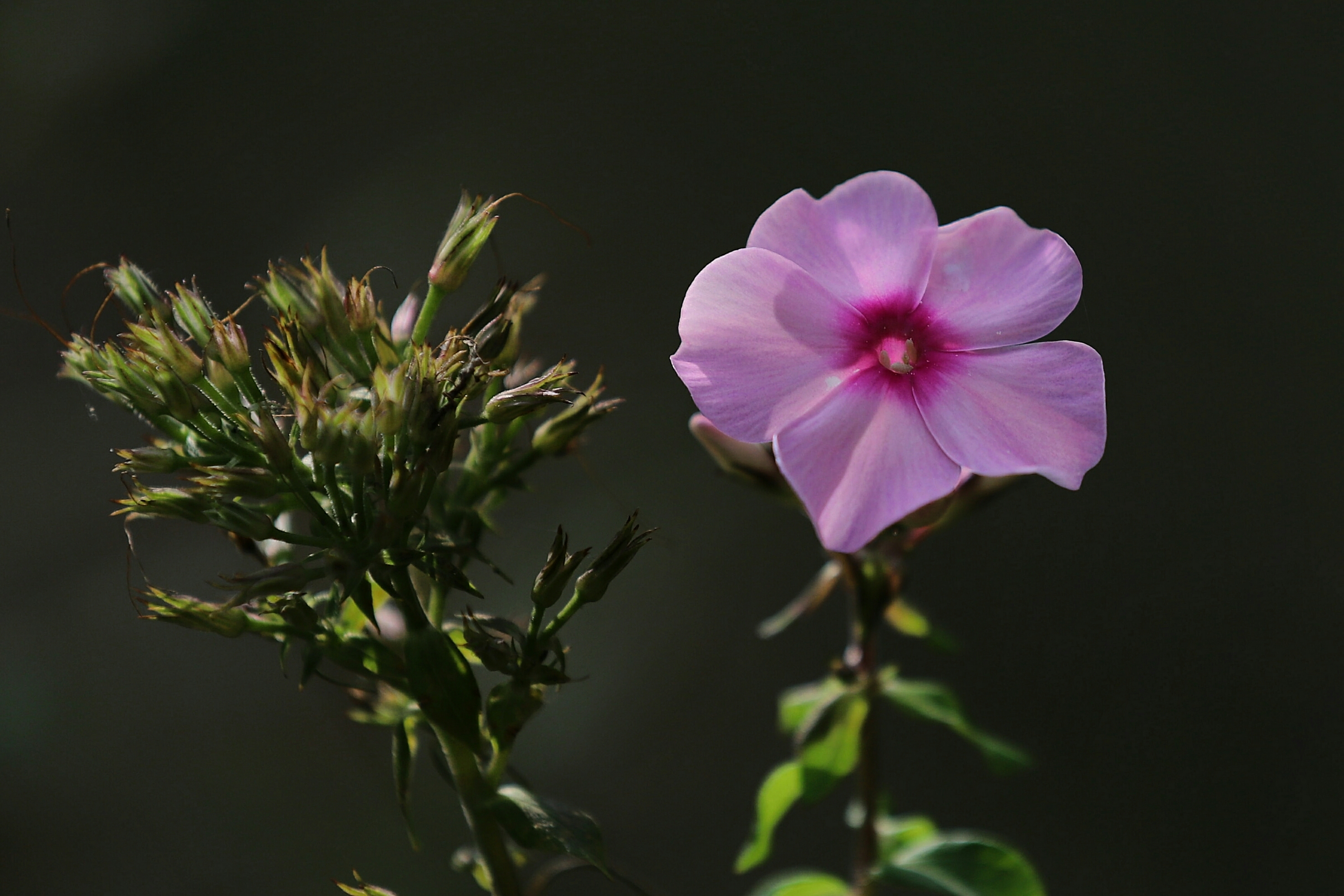 光影下的小天蓝绣球